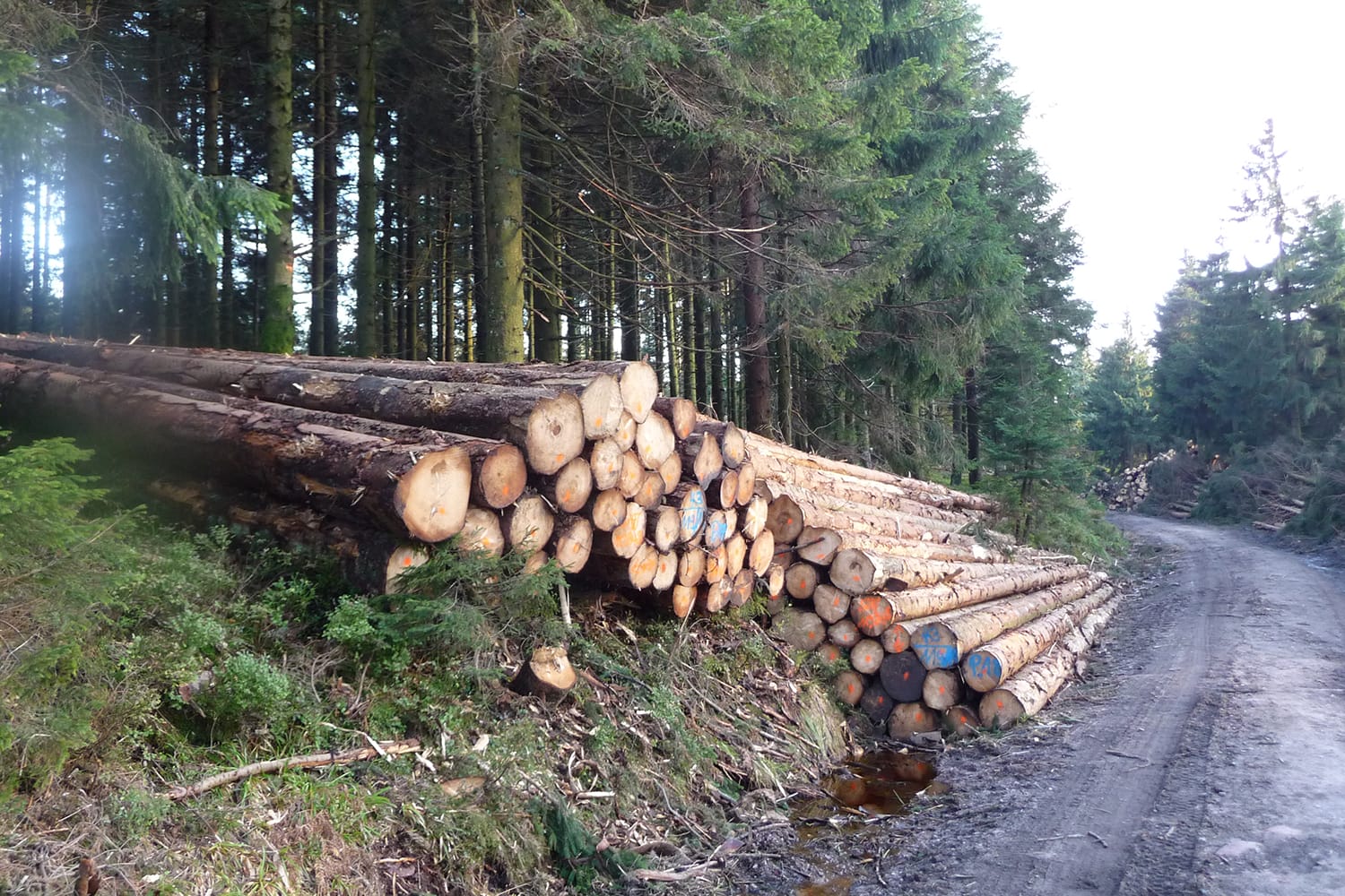 Bild von Holz